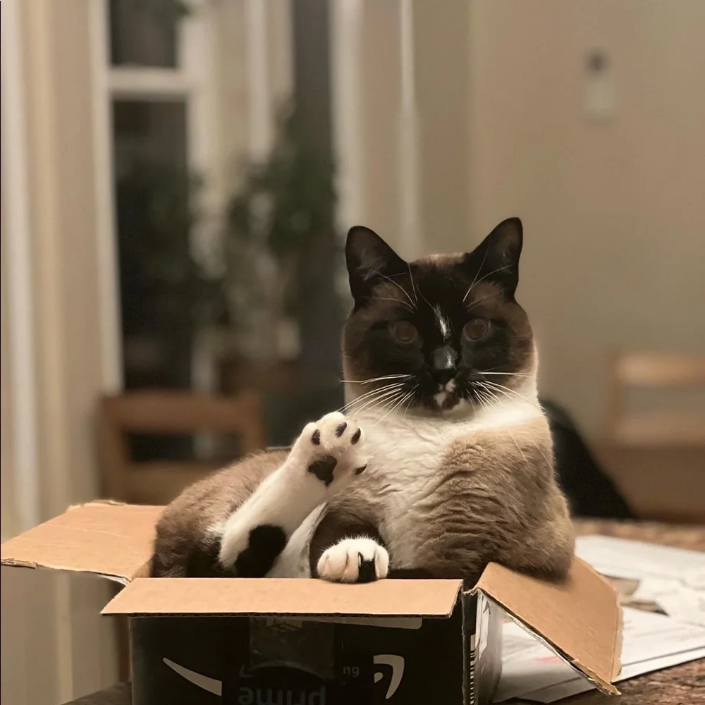 Pet friendly home - Picture 5 of 16